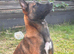 Belgian shepherd for sale