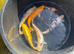 Koi forsale
