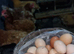 Fertile egg