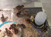 Jumbo quail  chick's and white buttons