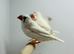 Zebra finches