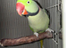 2 male Alexandrian parakeets