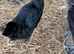 Hen - POL (1x)