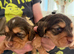 Show type cocker spaniels