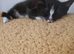 Male kitten