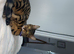 Bengal 9 months