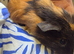 FEMALE GUINEA PIG