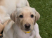 Ready to leave labrador puppies 1 girl available