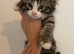mainecoon x ragdoll  (Ragcoon) kittens