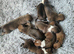 Beautiful puppies - cross of Ridgeback-border collie & Sharpei