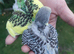 Hand reared super tame budgies