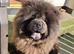 Blue chow chow female