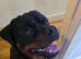 3yr Male Rottweiler