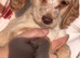 F2 cockapoo puppy boys ready to go to their new family