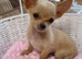 Chihuahua toy size Appel head boy puppy