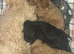 Cavapoo puppies for sale