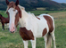 2 year old gelding to make 15.2hh