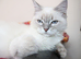 Ragdoll kittens