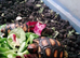 4x baby Red foot tortoises for sale - &pound;100 each