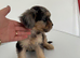 Toy poodle