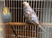 Opaline  budgie