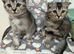 Beautiful Scottish Fold/Straight Kittens Ready for Their New Loving Homes