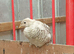 Peach golden pheasant pairs, 2026 hatched