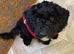 11 month old male cockapoo