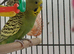 Two young cocks