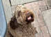 F1 CHOCOLATE COCKAPOO FOR STUD