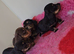 LongHair mini dachshund pups