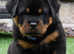 Kc, extensively health tested rottweiler stud