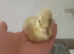 Khaki Campbell Duck Hatching Eggs