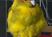 Kakariki