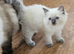 Ragdoll kitten