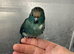 Hand reared baby Kakariki parrot blue and cream female