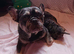 Toy poodle cross French bull dog girl