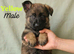 German Shepherd Puppies- Outstanding Quality & Loyal Companions