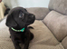 Labrador puppies