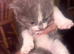Kittes
