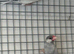 Java finches