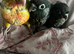 Hand raised baby green cheek conures