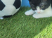 World Cup Special BSH x