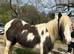 APACHE is the most affectionate gelding to bring to work