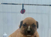 Staffordshire bull terrier pups