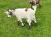 Pygmy wether kids