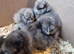 Beautiful bearded silkies 15/06/2026. Unsexed