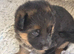 German shepherd puppies