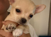 Stunning pups wanting 5 star homes
