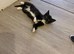 5 beautiful kittens for sale READY TO LEAVE